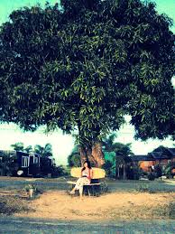 mango tree